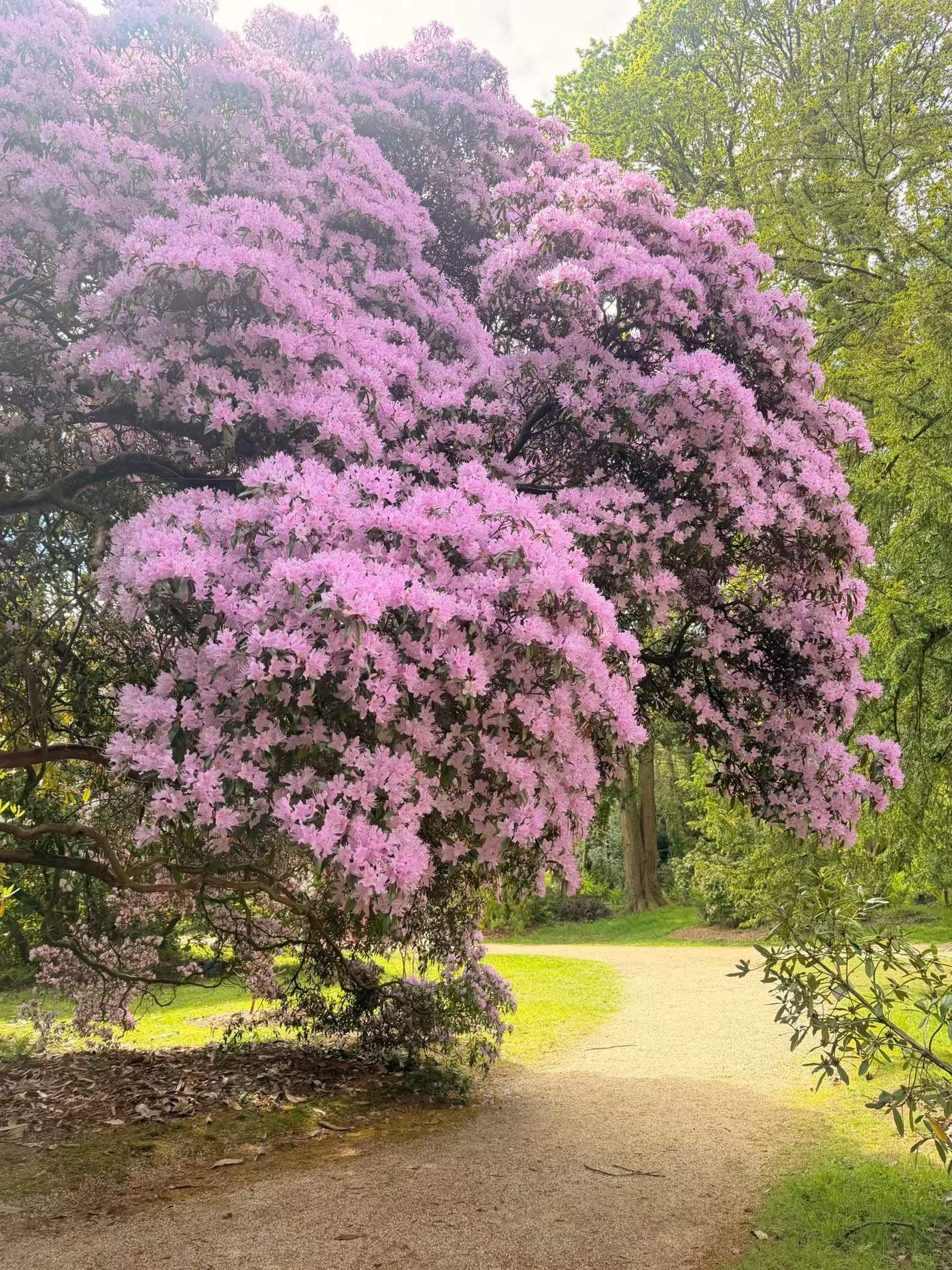 Spring flowers at the National Botanic Gardens in Dublin