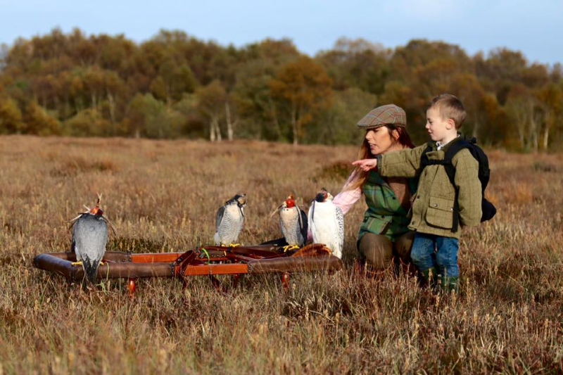 Art and Practice of Falconry