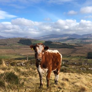 Native Irish Cattle Breeding