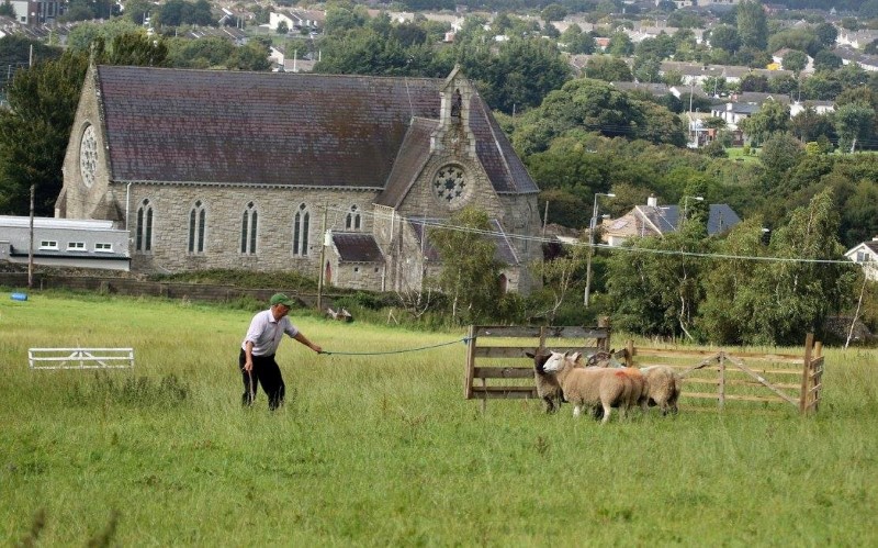 Traditional Sheep Farming and Sheepdog Training